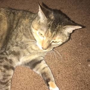 Meet your Posher, Lisa